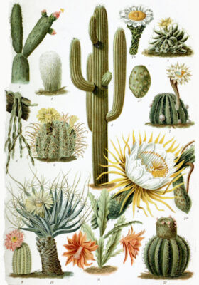 Photo de CACTUS
