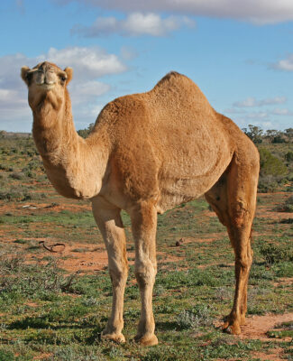 Photo de CAMEL