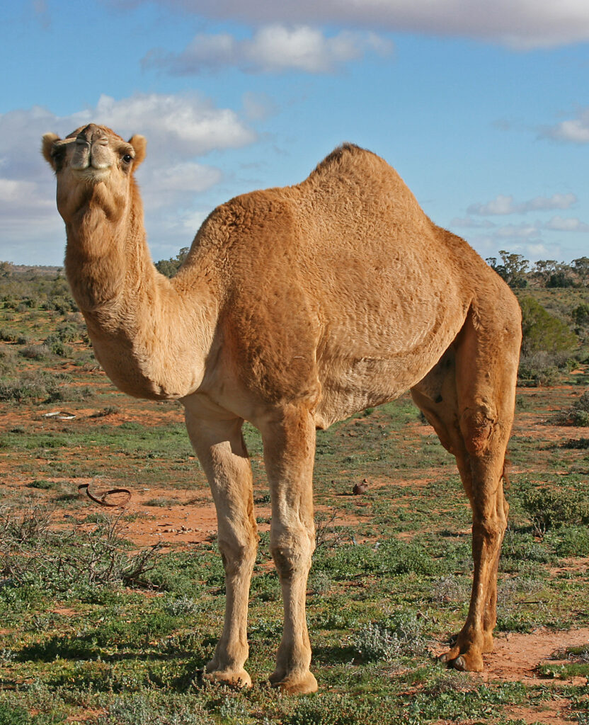 Photo de CAMEL