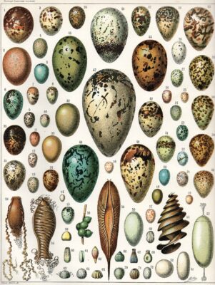 Photo de EGG