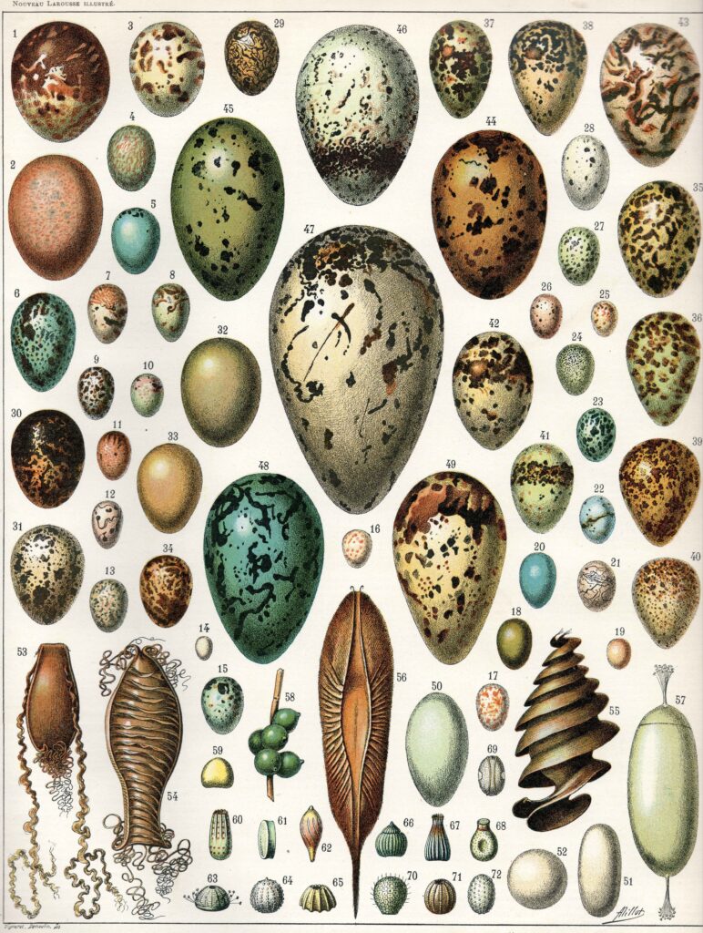 Photo de EGG