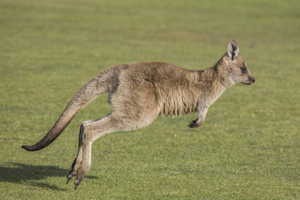 Photo de KANGAROO