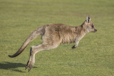 Photo de KANGAROO