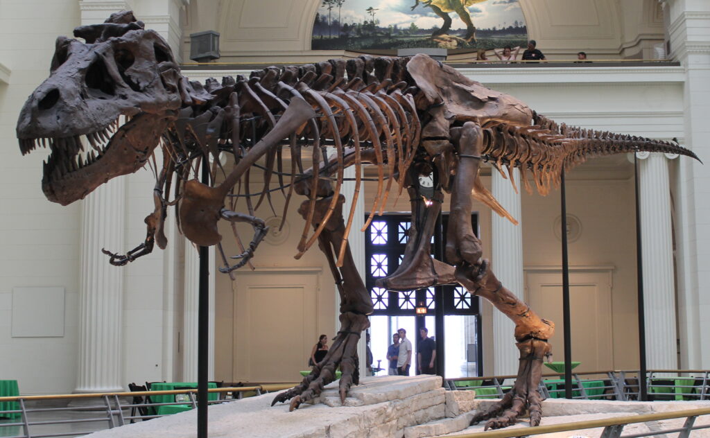 Photo de TYRANNOSAURUS REX