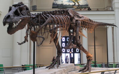 Photo de TYRANNOSAURUS REX