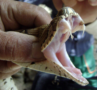 Photo de VENOM