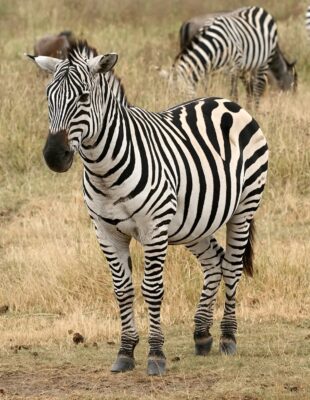 Photo de ZEBRA